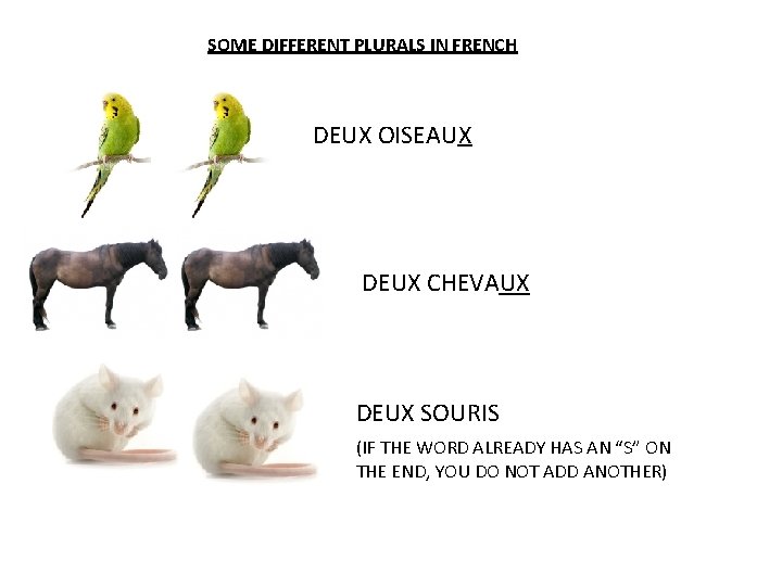 SOME DIFFERENT PLURALS IN FRENCH DEUX OISEAUX DEUX CHEVAUX DEUX SOURIS (IF THE WORD SOME DIFFERENT PLURALS IN FRENCH DEUX OISEAUX DEUX CHEVAUX DEUX SOURIS (IF THE WORD