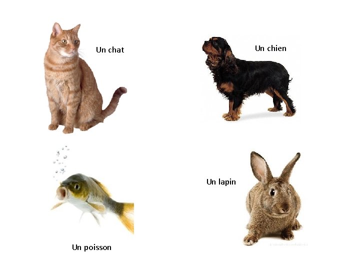 Un chien Un chat Un lapin Un poisson Un chien Un chat Un lapin Un poisson