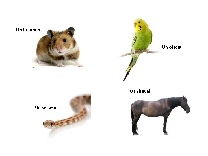 Un hamster Un oiseau Un cheval Un serpent Un hamster Un oiseau Un cheval Un serpent