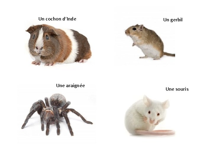 Un cochon d’Inde Une araignée Un gerbil Une souris Un cochon d’Inde Une araignée Un gerbil Une souris