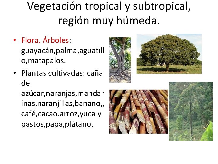 Vegetación tropical y subtropical, región muy húmeda. • Flora. Árboles: guayacán, palma, aguatill o,