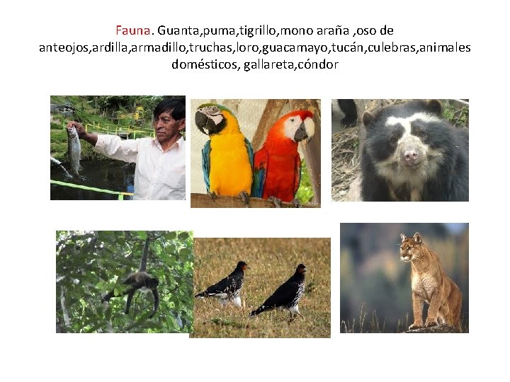 Fauna. Guanta, puma, tigrillo, mono araña , oso de anteojos, ardilla, armadillo, truchas, loro,