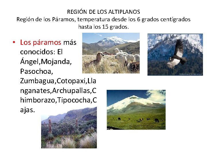 REGIÓN DE LOS ALTIPLANOS Región de los Páramos, temperatura desde los 6 grados centígrados