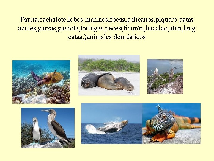 Fauna. cachalote, lobos marinos, focas, pelicanos, piquero patas azules, garzas, gaviota, tortugas, peces(tiburón, bacalao,