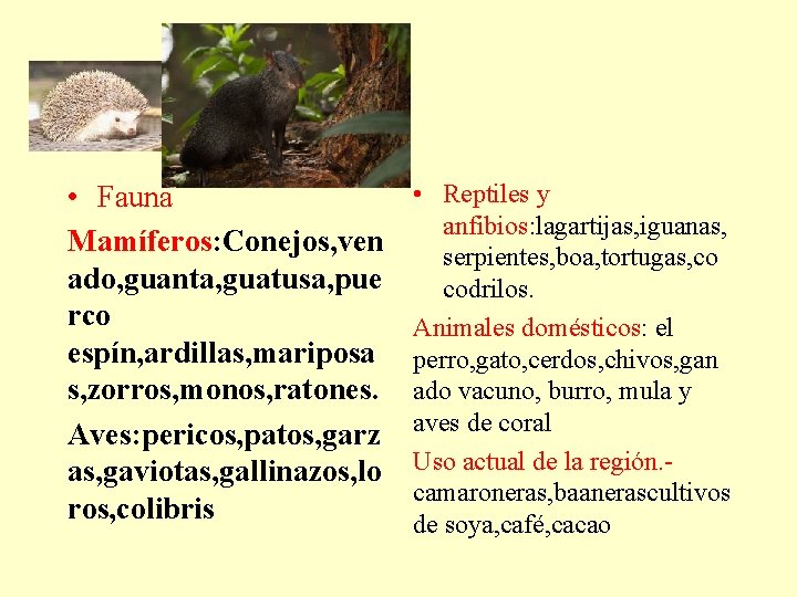  • Fauna Mamíferos: Conejos, ven ado, guanta, guatusa, pue rco espín, ardillas, mariposa