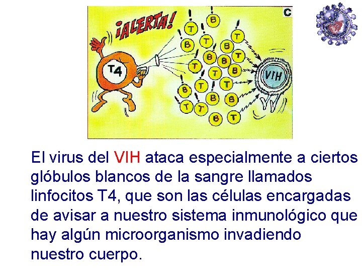 El virus del VIH ataca especialmente a ciertos glóbulos blancos de la sangre llamados