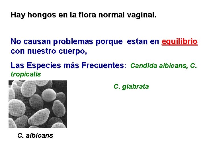 Hay hongos en la flora normal vaginal. No causan problemas porque estan en equilibrio