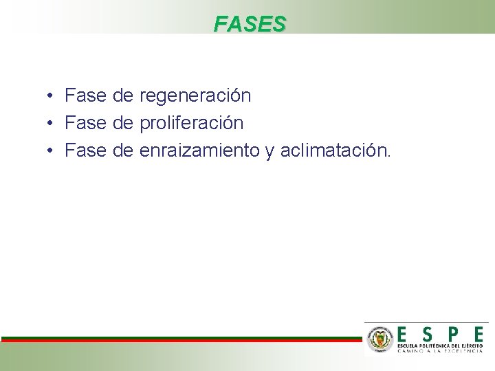 FASES • Fase de regeneración • Fase de proliferación • Fase de enraizamiento y