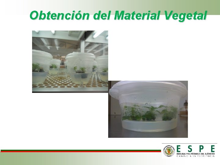 Obtención del Material Vegetal 