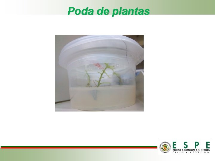 Poda de plantas 