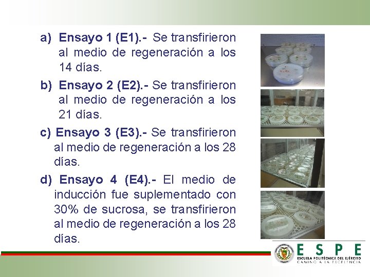 a) Ensayo 1 (E 1). - Se transfirieron al medio de regeneración a los