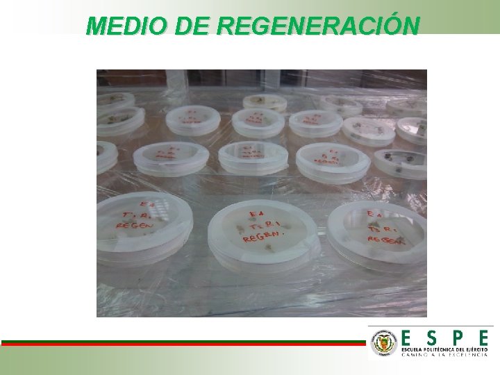 MEDIO DE REGENERACIÓN 