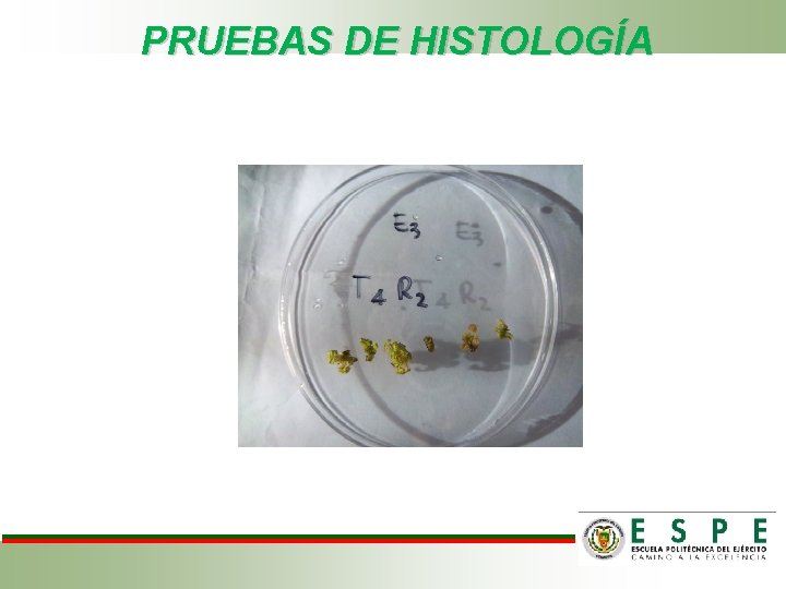 PRUEBAS DE HISTOLOGÍA 