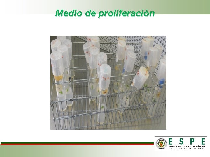 Medio de proliferación 