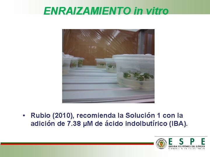 ENRAIZAMIENTO in vitro • Rubio (2010), recomienda la Solución 1 con la adición de