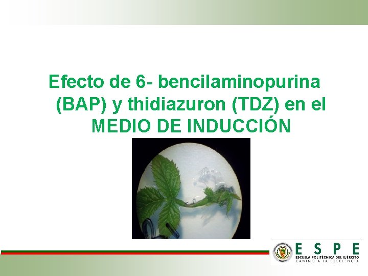 Efecto de 6 - bencilaminopurina (BAP) y thidiazuron (TDZ) en el MEDIO DE INDUCCIÓN