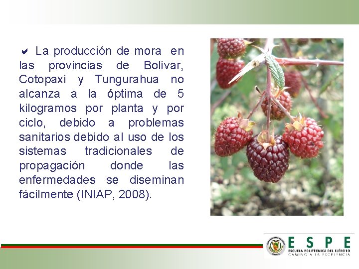  La producción de mora en las provincias de Bolívar, Cotopaxi y Tungurahua no