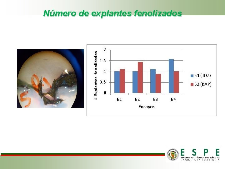 Número de explantes fenolizados 