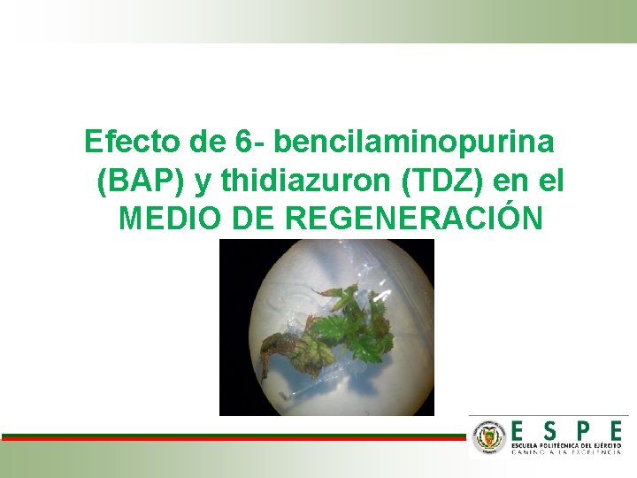 Efecto de 6 - bencilaminopurina (BAP) y thidiazuron (TDZ) en el MEDIO DE REGENERACIÓN