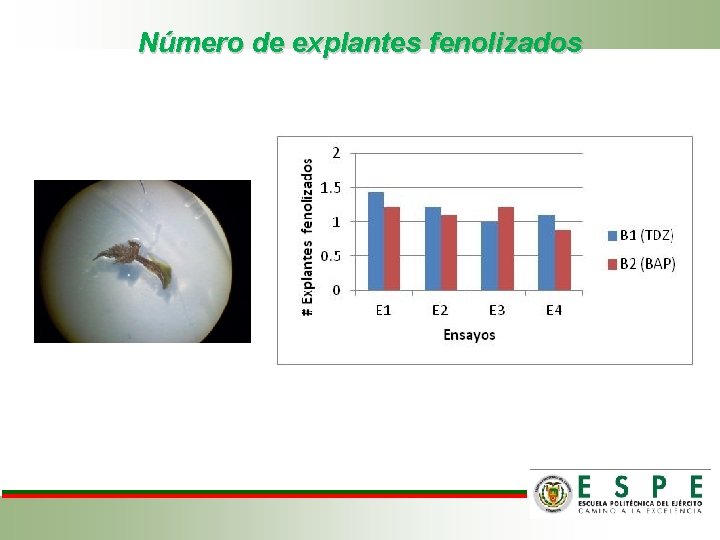 Número de explantes fenolizados 