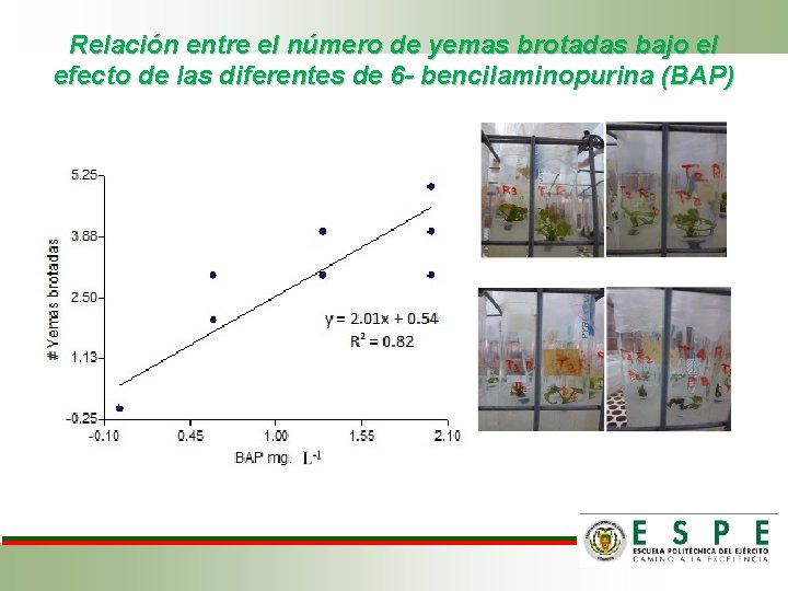 Relación entre el número de yemas brotadas bajo el efecto de las diferentes de