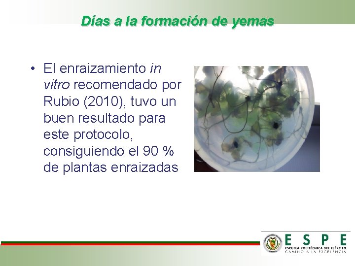 Días a la formación de yemas • El enraizamiento in vitro recomendado por Rubio