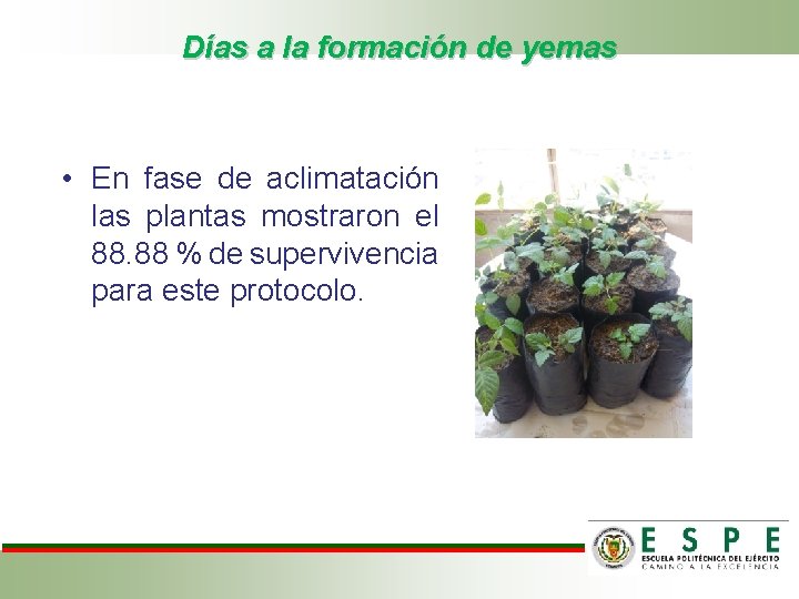 Días a la formación de yemas • En fase de aclimatación las plantas mostraron