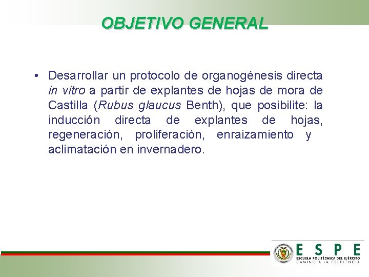 OBJETIVO GENERAL • Desarrollar un protocolo de organogénesis directa in vitro a partir de