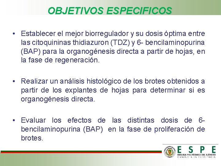 OBJETIVOS ESPECIFICOS • Establecer el mejor biorregulador y su dosis óptima entre las citoquininas