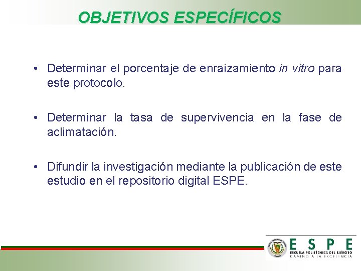 OBJETIVOS ESPECÍFICOS • Determinar el porcentaje de enraizamiento in vitro para este protocolo. •