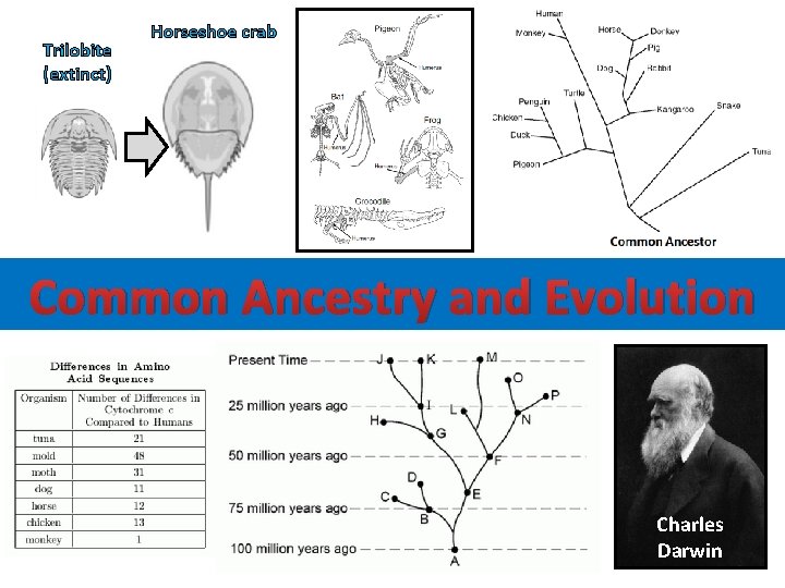 Trilobite (extinct) Horseshoe crab Common Ancestry and Evolution Charles Darwin 