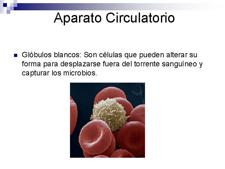 Aparato Circulatorio n Glóbulos blancos: Son células que pueden alterar su forma para desplazarse