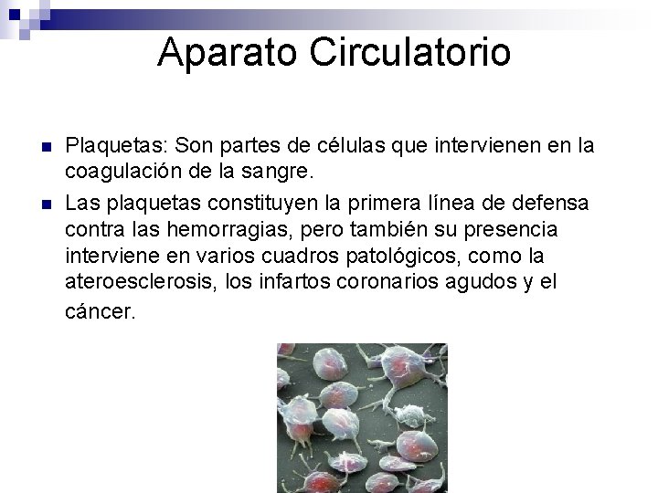 Aparato Circulatorio n n Plaquetas: Son partes de células que intervienen en la coagulación