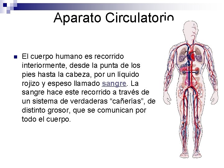 Aparato Circulatorio n El cuerpo humano es recorrido interiormente, desde la punta de los