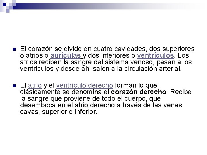 n El corazón se divide en cuatro cavidades, dos superiores o atrios o aurículas