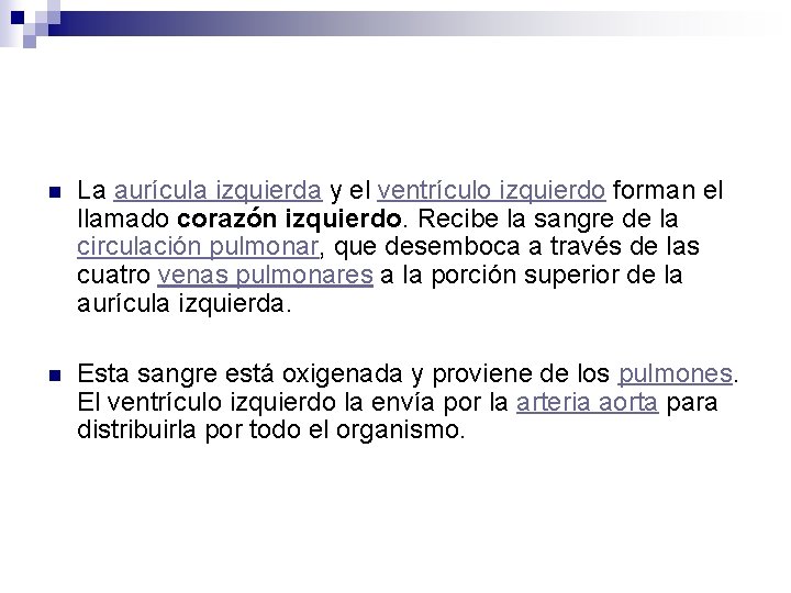 n La aurícula izquierda y el ventrículo izquierdo forman el llamado corazón izquierdo. Recibe