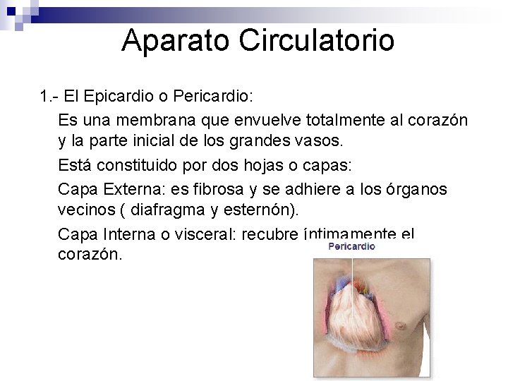 Aparato Circulatorio 1. - El Epicardio o Pericardio: Es una membrana que envuelve totalmente