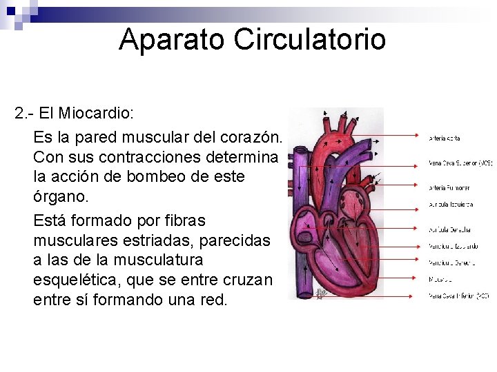 Aparato Circulatorio 2. - El Miocardio: Es la pared muscular del corazón. Con sus