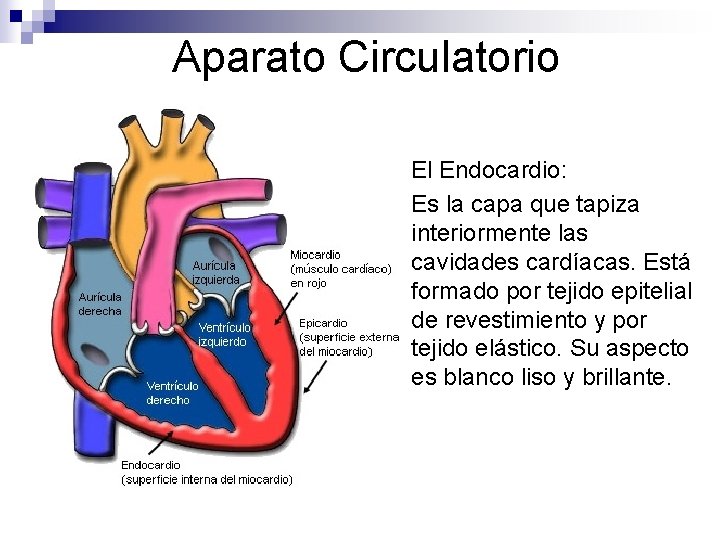 Aparato Circulatorio n El Endocardio: Es la capa que tapiza interiormente las cavidades cardíacas.