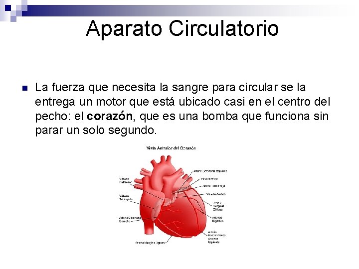 Aparato Circulatorio n La fuerza que necesita la sangre para circular se la entrega