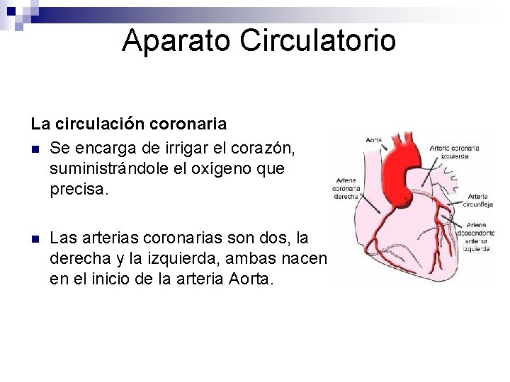 Aparato Circulatorio La circulación coronaria n Se encarga de irrigar el corazón, suministrándole el