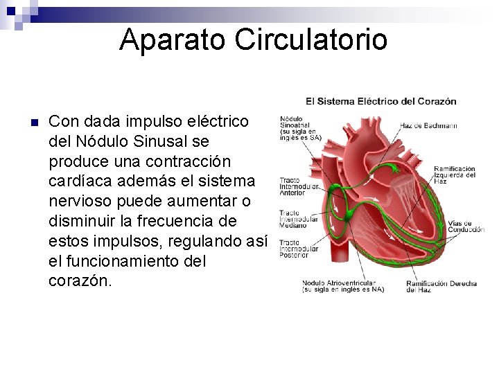 Aparato Circulatorio n Con dada impulso eléctrico del Nódulo Sinusal se produce una contracción