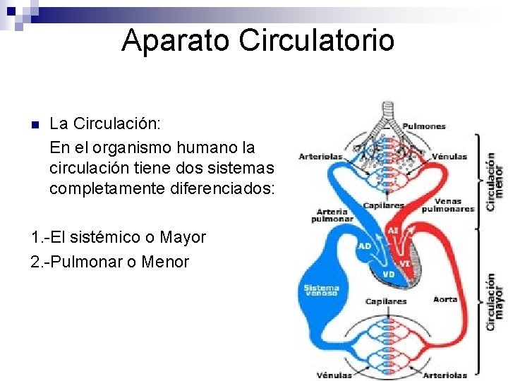 Aparato Circulatorio n La Circulación: En el organismo humano la circulación tiene dos sistemas