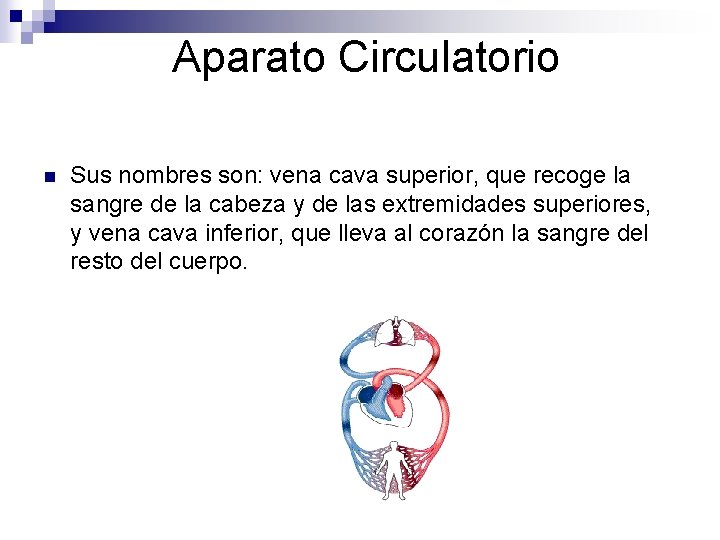 Aparato Circulatorio n Sus nombres son: vena cava superior, que recoge la sangre de