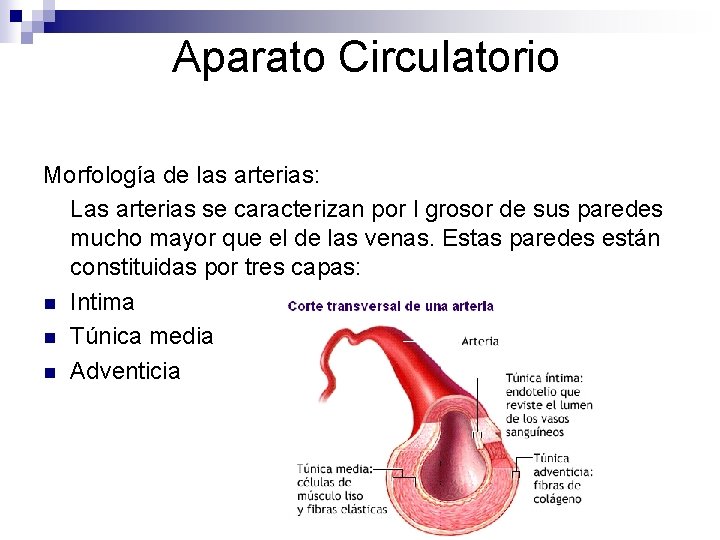Aparato Circulatorio Morfología de las arterias: Las arterias se caracterizan por l grosor de