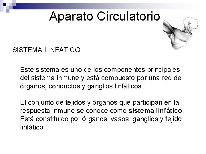 Aparato Circulatorio SISTEMA LINFATICO Este sistema es uno de los componentes principales del sistema