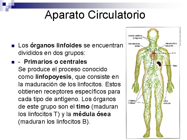 Aparato Circulatorio n n Los órganos linfoides se encuentran divididos en dos grupos: -