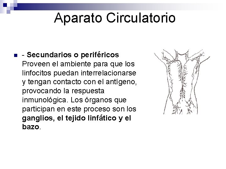 Aparato Circulatorio n - Secundarios o periféricos Proveen el ambiente para que los linfocitos