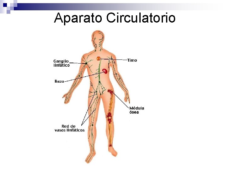 Aparato Circulatorio 