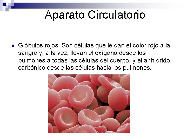 Aparato Circulatorio n Glóbulos rojos: Son células que le dan el color rojo a